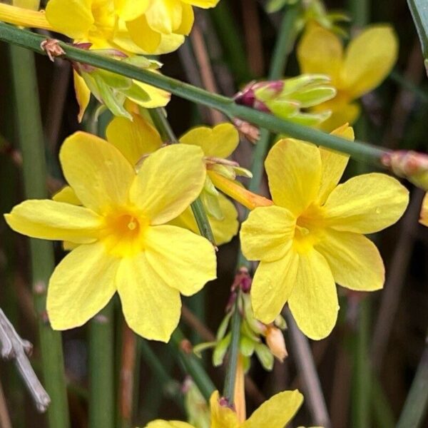 Winter Jasmine - Jasminum Nudiflorum - Image 6
