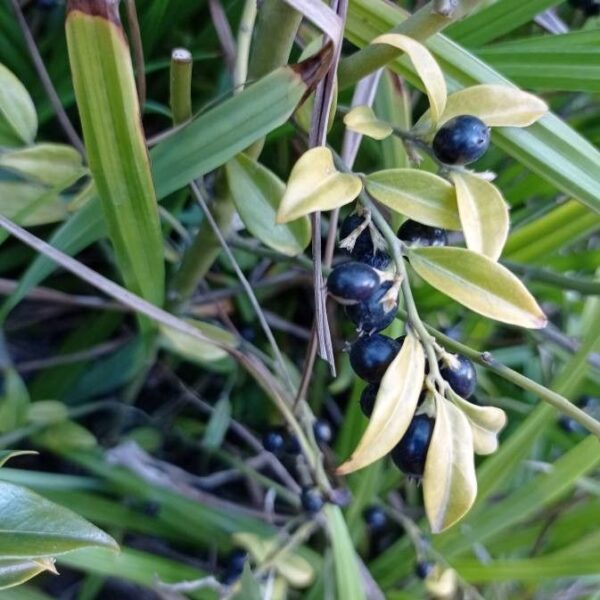 Winter Jasmine - Jasminum Nudiflorum - Image 4