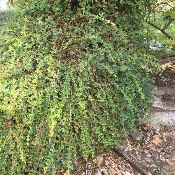 Winter Jasmine - Jasminum Nudiflorum - Image 7
