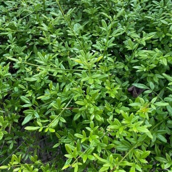Winter Jasmine - Jasminum Nudiflorum - Image 5