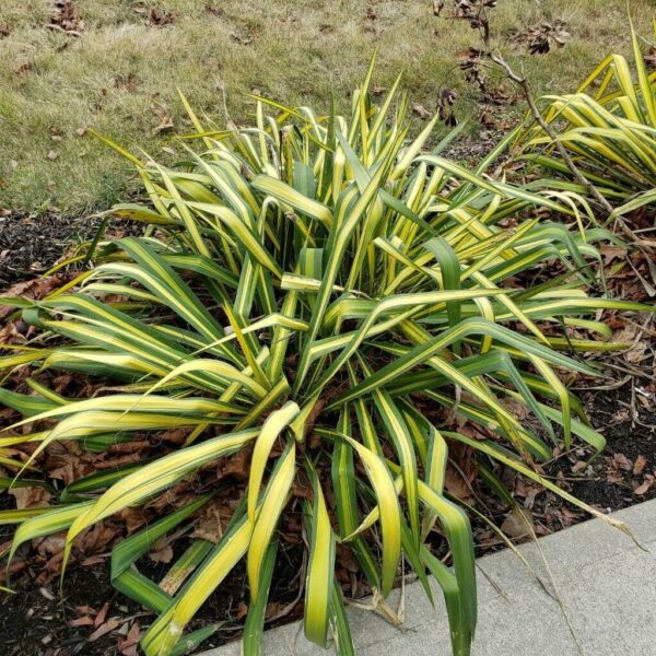 Cologuard Yucca - Yucca Filamentosa - Image 5