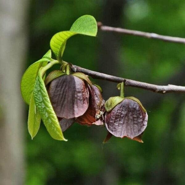 Paw Paw-Asimina Triloba - Image 4