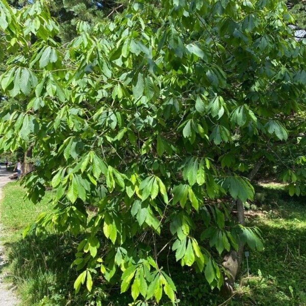 Paw Paw-Asimina Triloba