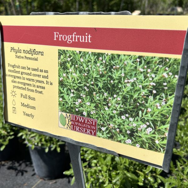 Frogfruit-1Gallon - Image 2