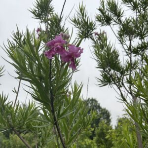 Burgundy Desert Willow-5Gallon