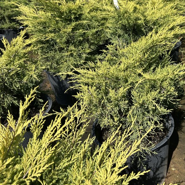 Saybrook Gold- 5Gal - Image 5