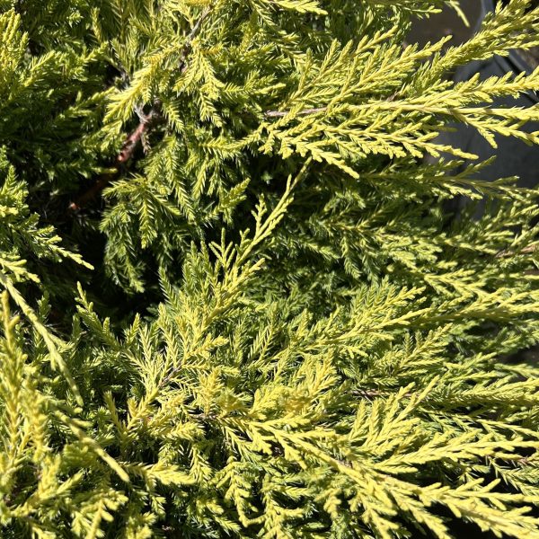 Saybrook Gold- 5Gal - Image 4