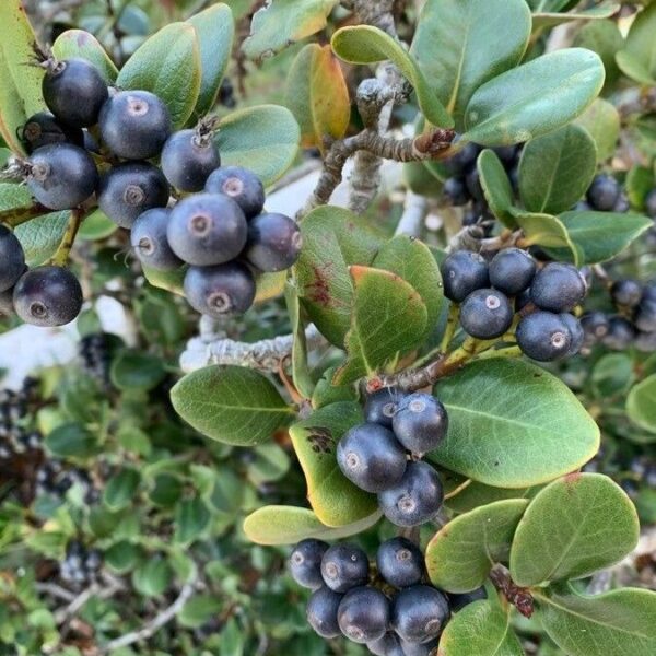Indian Hawthorn-Rhaphiolepis indica (3Gal) - Image 3