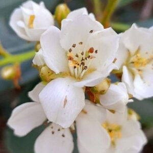 Indian Hawthorn-Rhaphiolepis indica (3Gal)