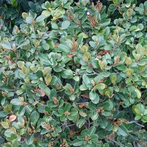 Indian Hawthorn-Rhaphiolepis indica (3Gal)