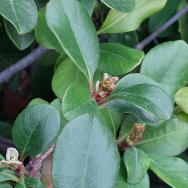 Indian Hawthorn-Rhaphiolepis indica (3Gal) - Image 4