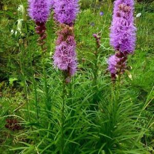Blazing Star-1 Gal