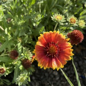 Blanket Flower-1Gal