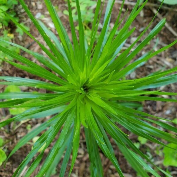 Blazing Star-1 Gal - Image 3