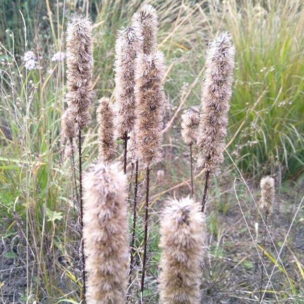 Blazing Star-1 Gal - Image 4