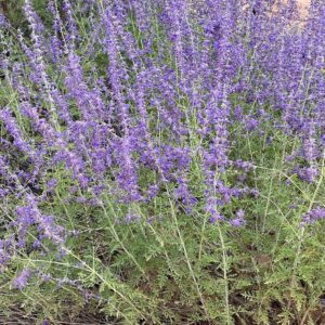 Russian Sage-1 Gal