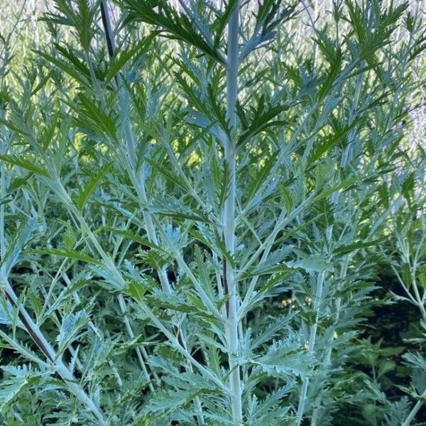 Russian Sage-1 Gal - Image 2