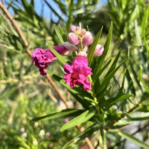 Burgundy Desert Willow-5Gallon