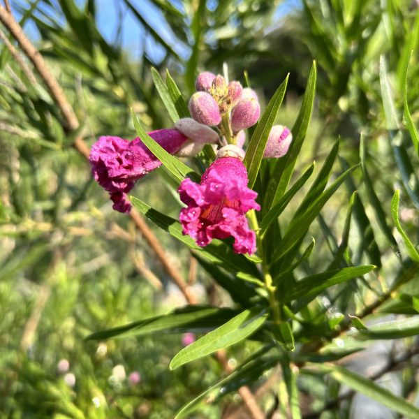 Burgundy Desert Willow-5Gallon