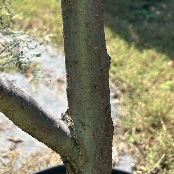 Burgundy Desert Willow-5Gallon - Image 2