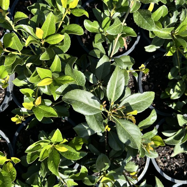 Indian Hawthorn-Rhaphiolepis indica (3Gal) - Image 5