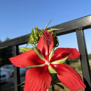 Texas Star Hibiscus-Hibiscus coccineus