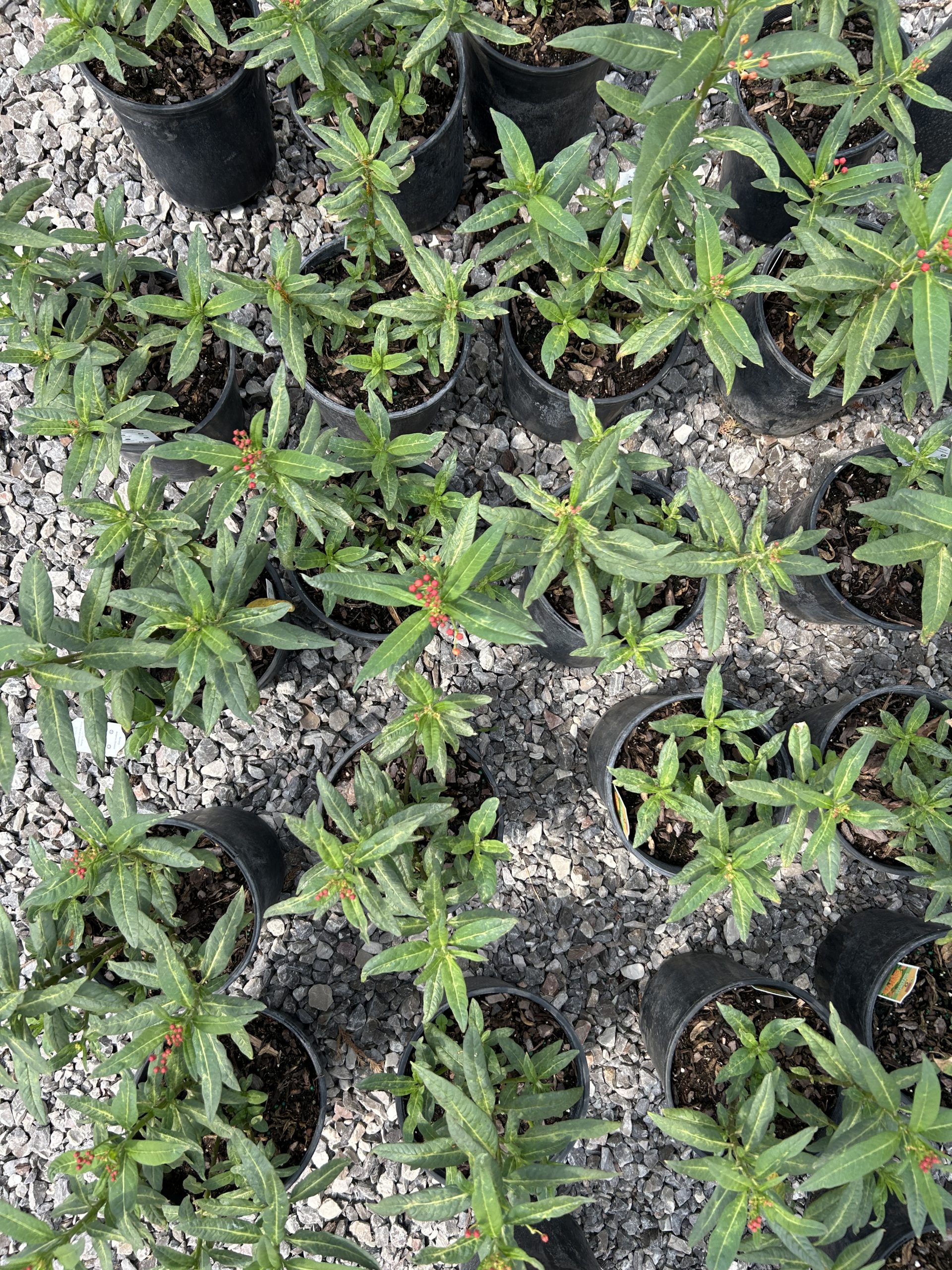 Butterfly Milkweed-Asclepias Tuberosa - Image 3