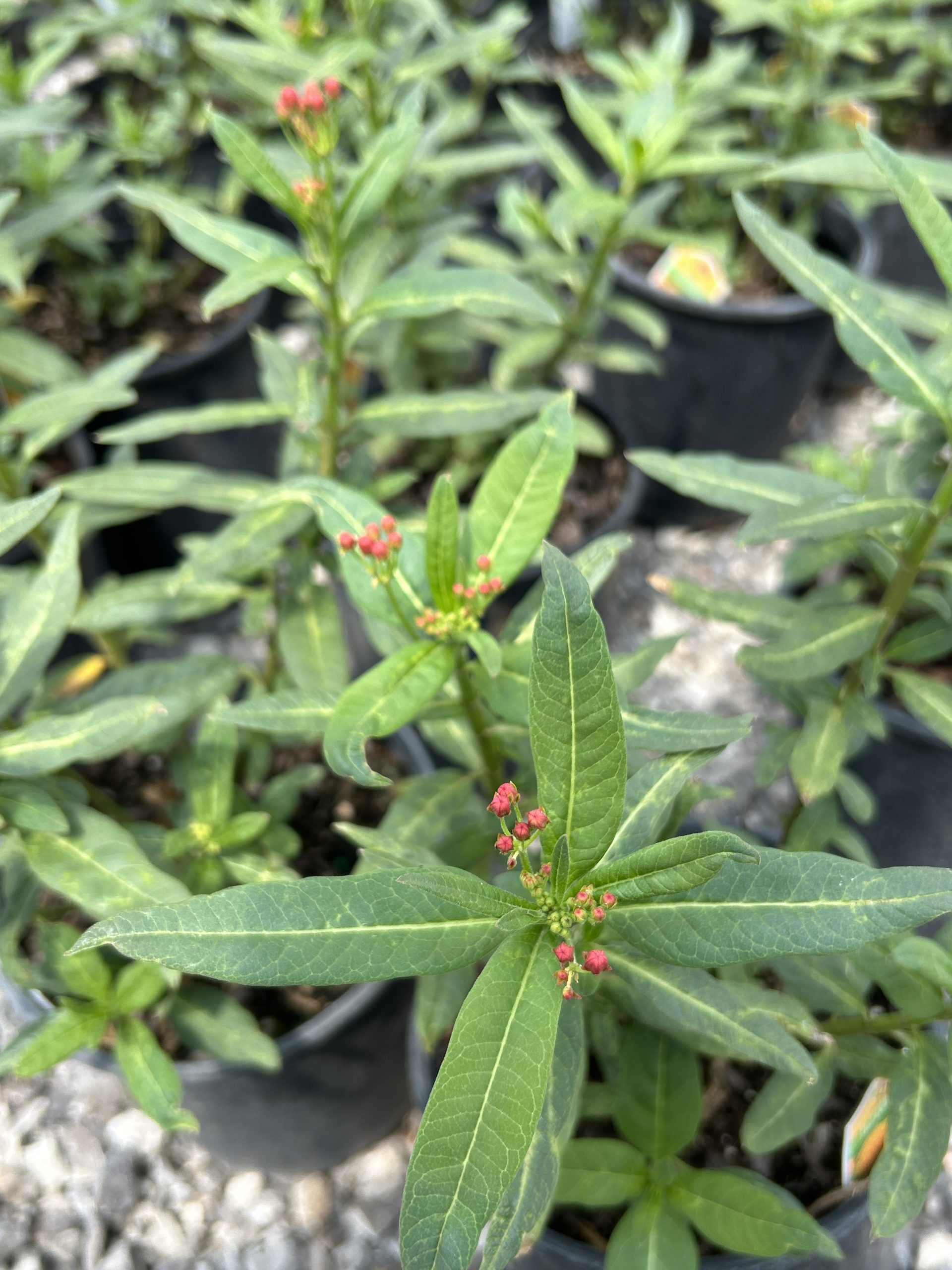 Butterfly Milkweed-Asclepias Tuberosa - Image 2