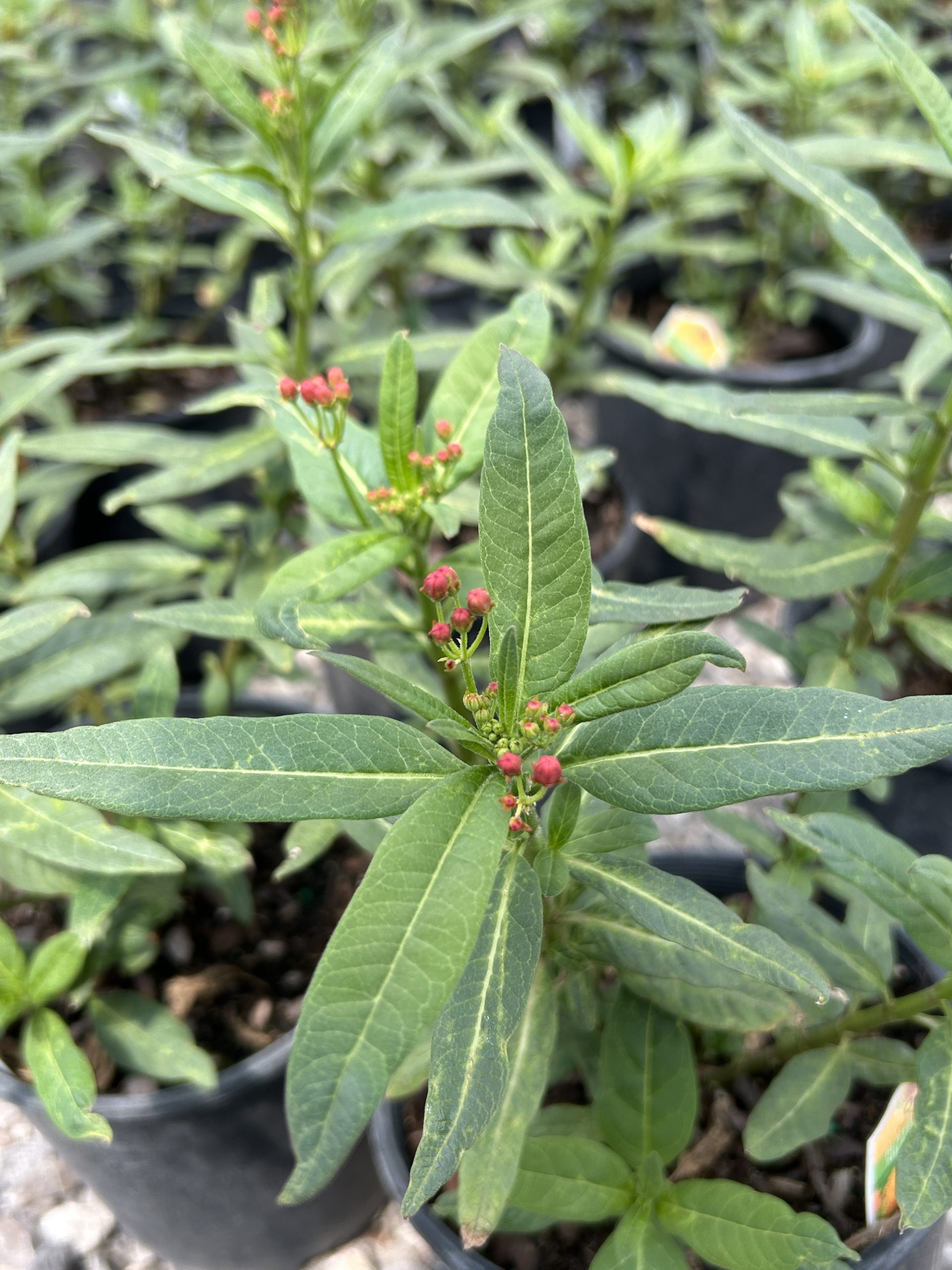 Butterfly Milkweed-Asclepias Tuberosa - Image 4