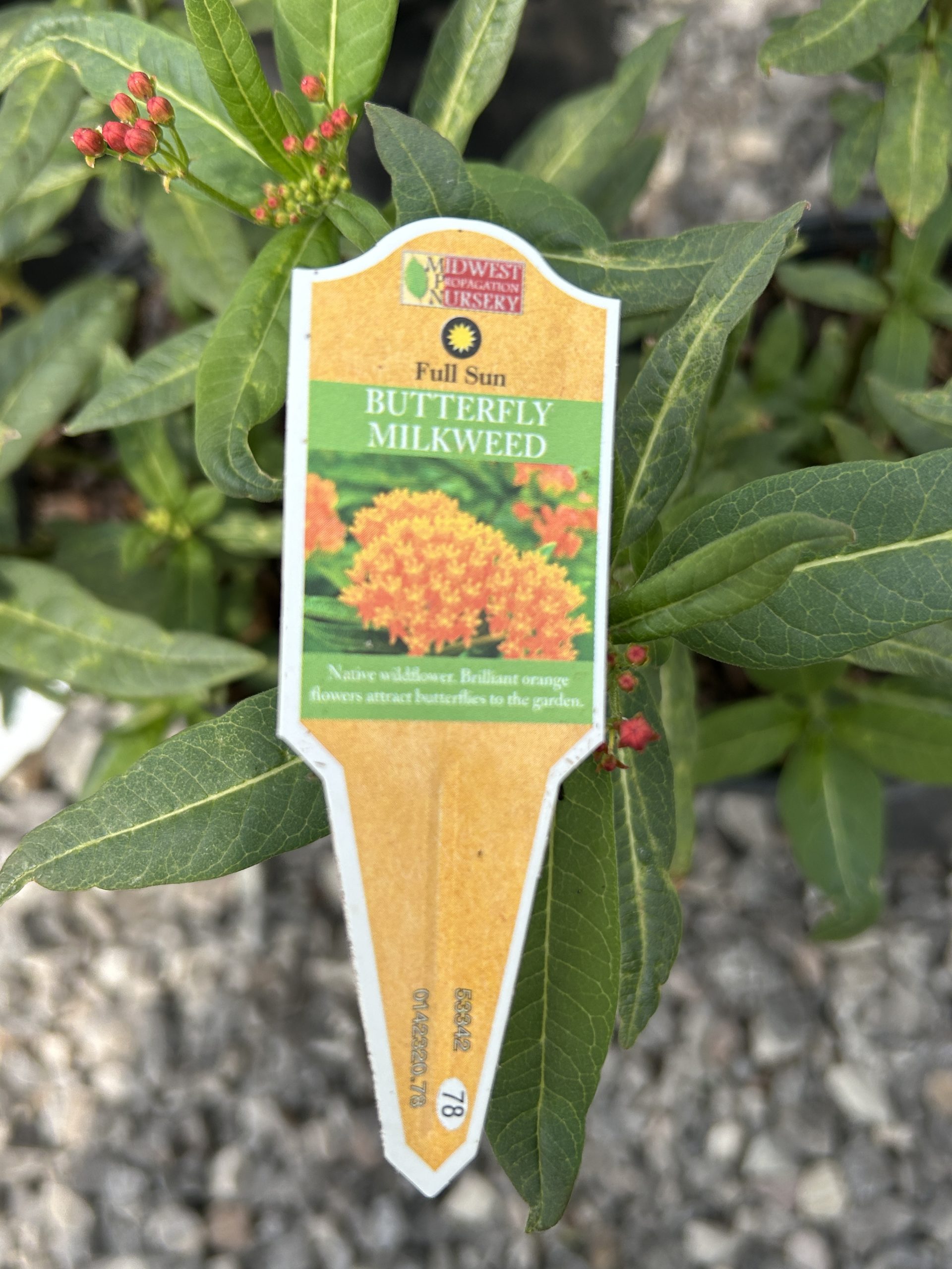 Butterfly Milkweed-Asclepias Tuberosa - Image 5