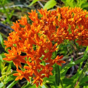 Butterfly Milkweed-Asclepias Tuberosa
