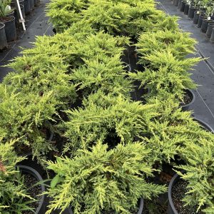 Shrub