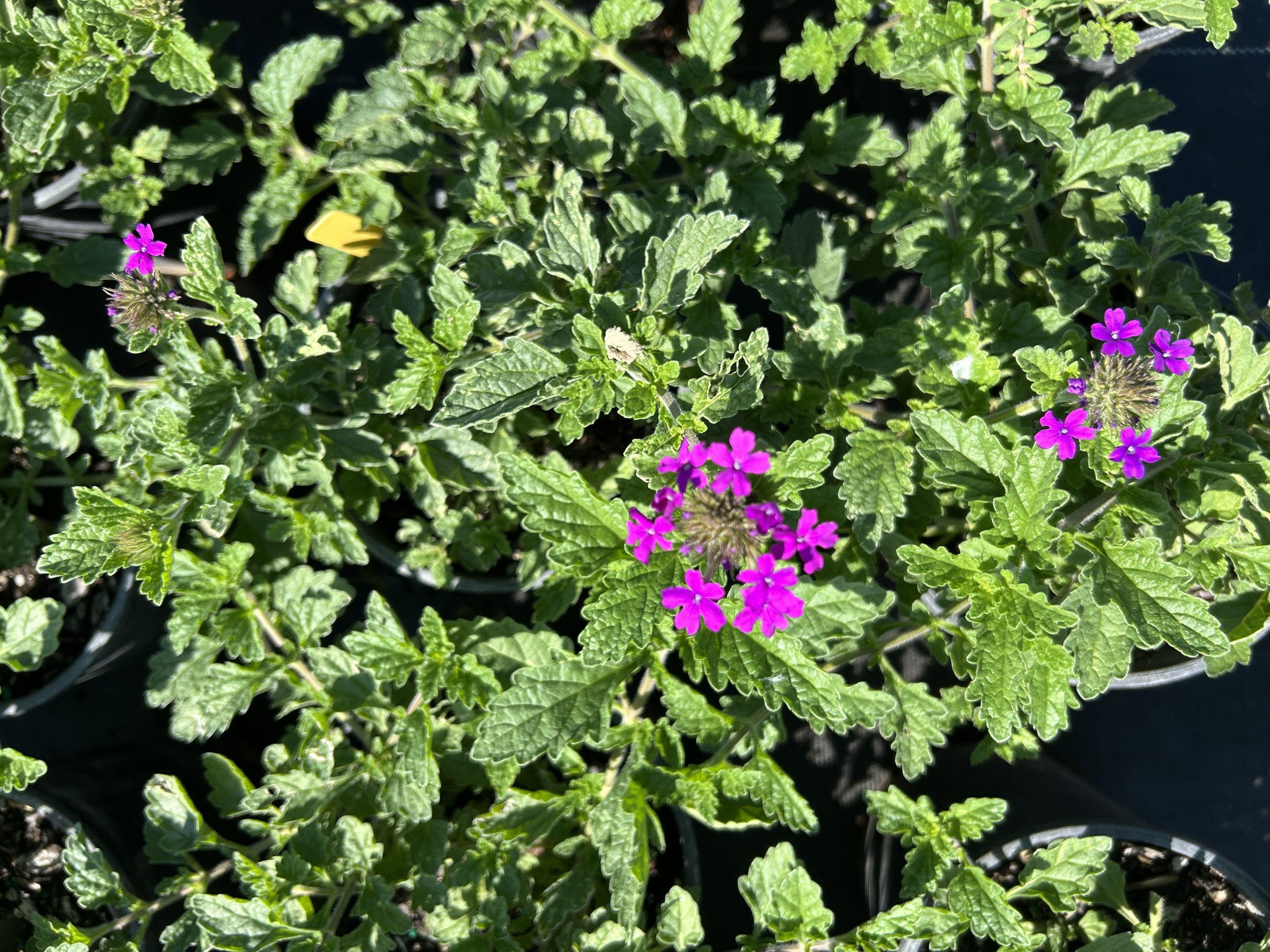 ‘Homestead Purple’ verbena (Glandularia canadensis) - Image 4