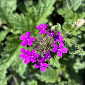 ‘Homestead Purple’ verbena (Glandularia canadensis)