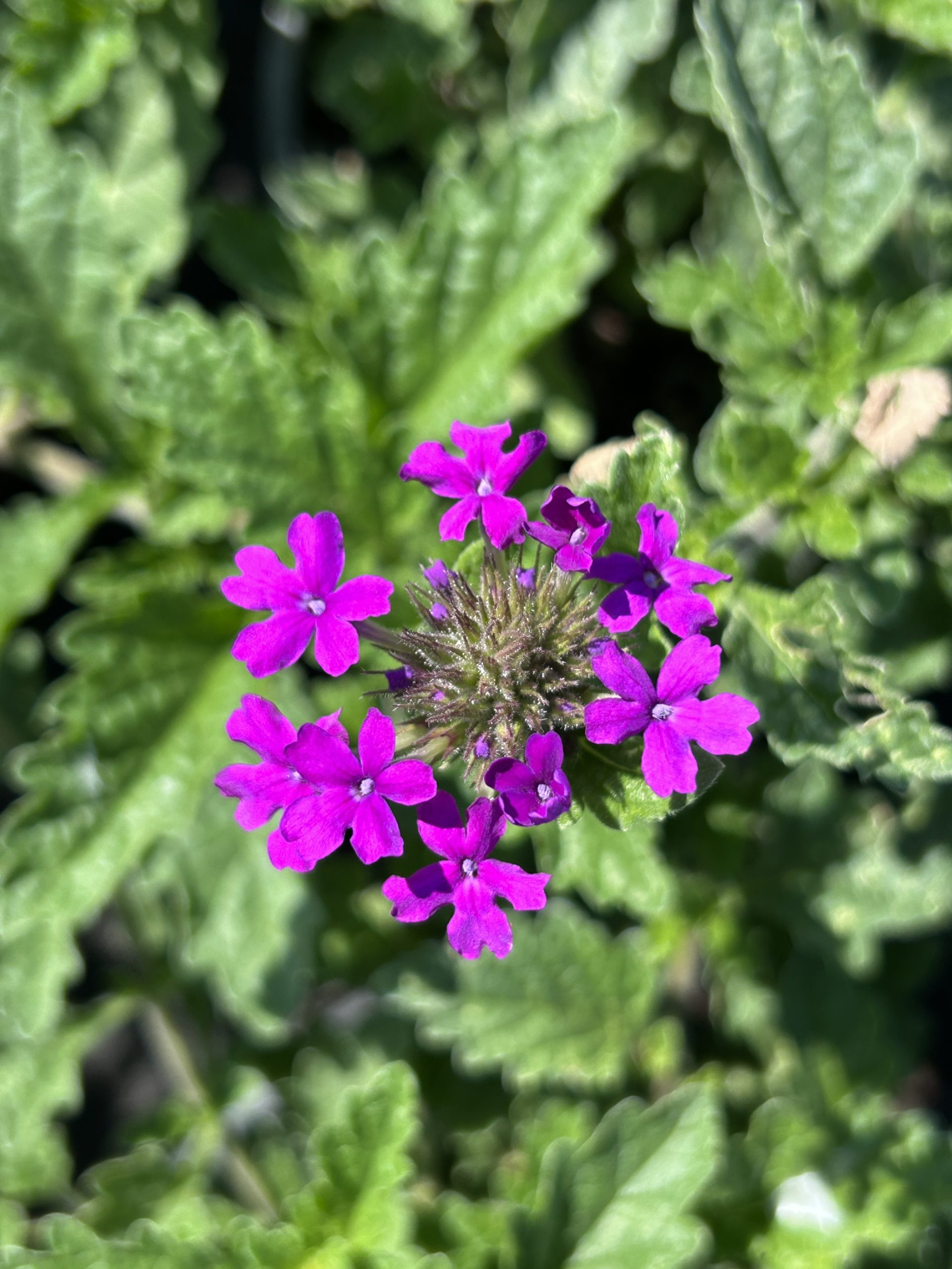 ‘Homestead Purple’ verbena (Glandularia canadensis)