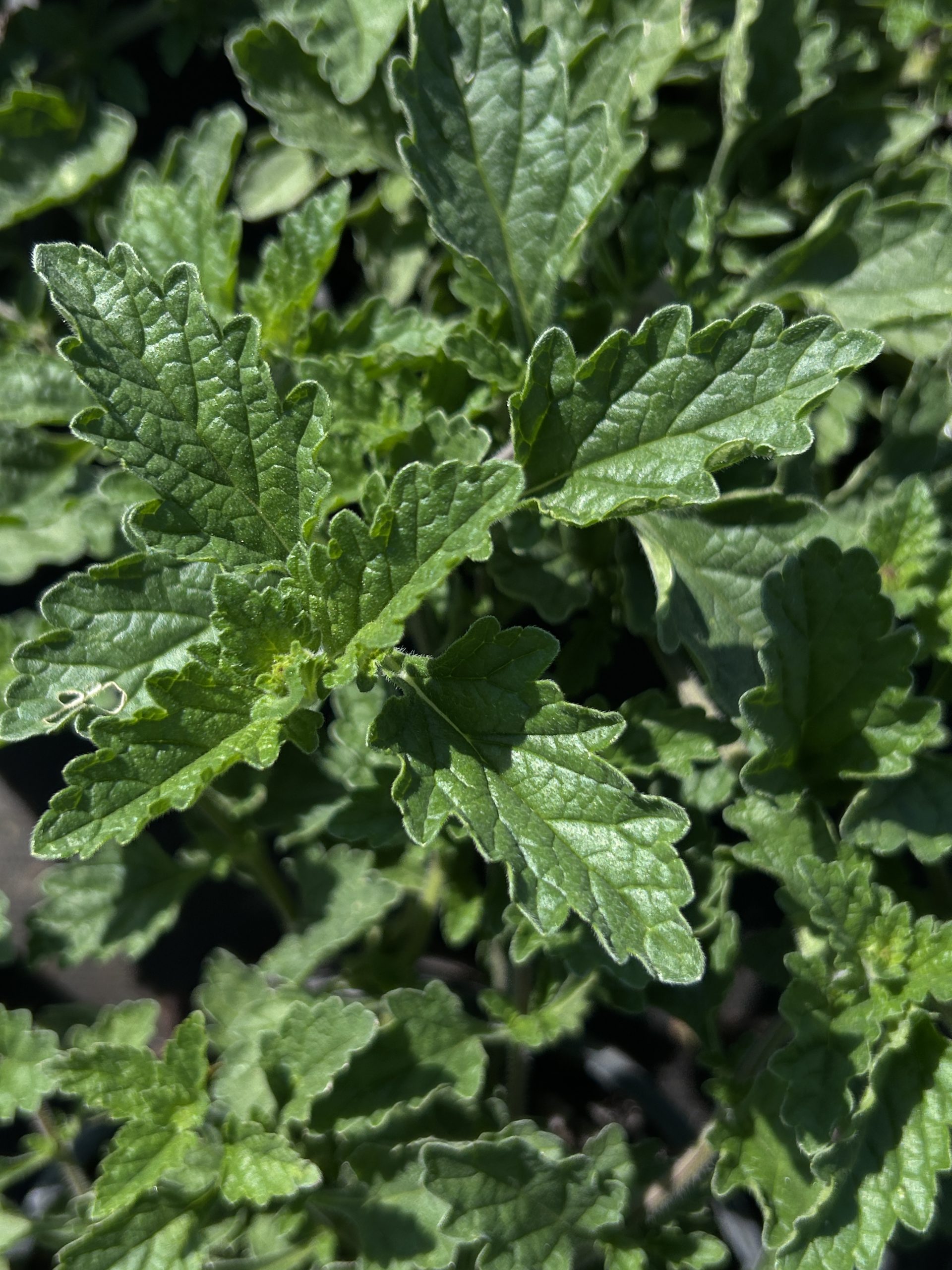 ‘Homestead Purple’ verbena (Glandularia canadensis) - Image 2