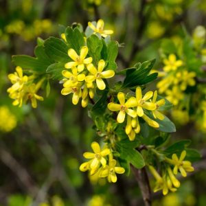 Clove Courrant- Ribes odoratum (1Gallon)